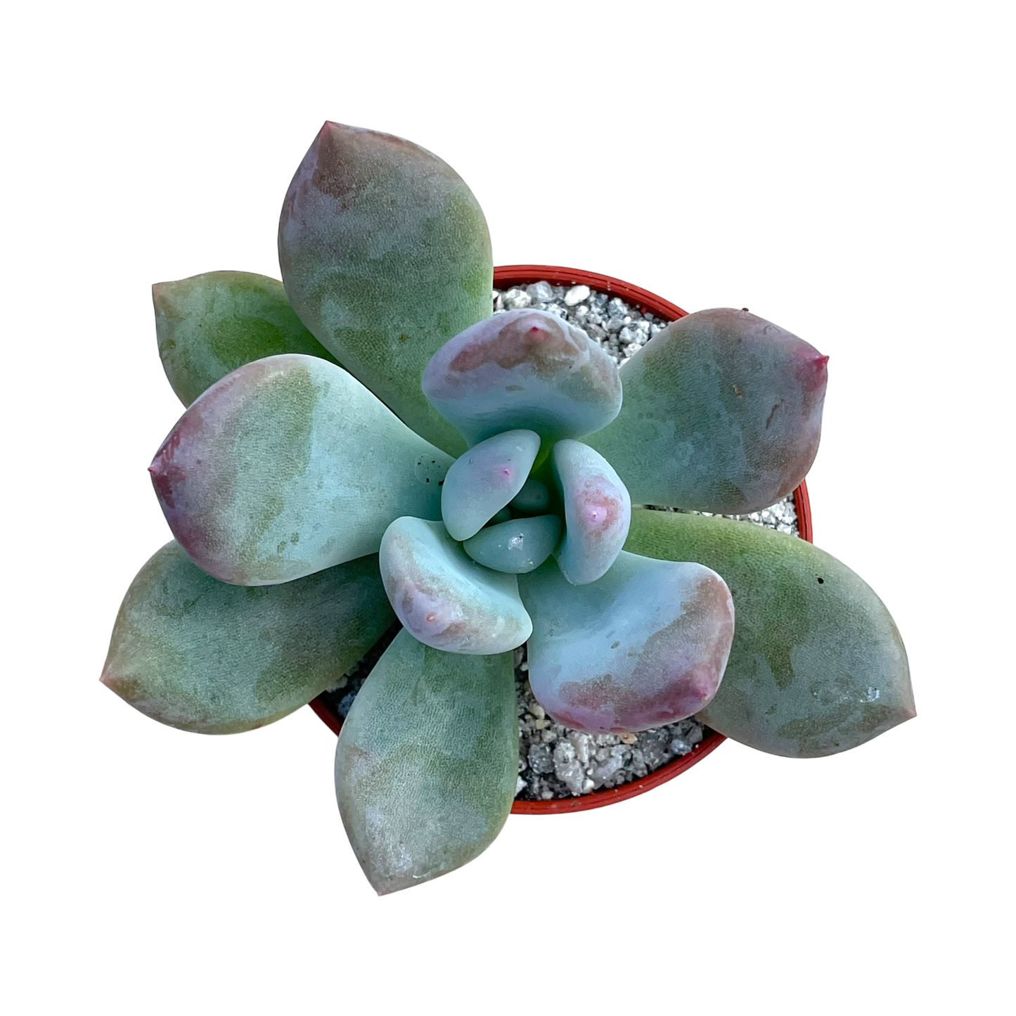 x Pachyveria 'Pinko'