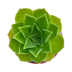 Aeonium 'Goblin'
