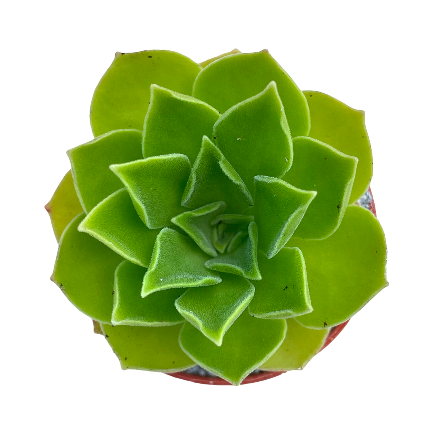 Aeonium 'Goblin'