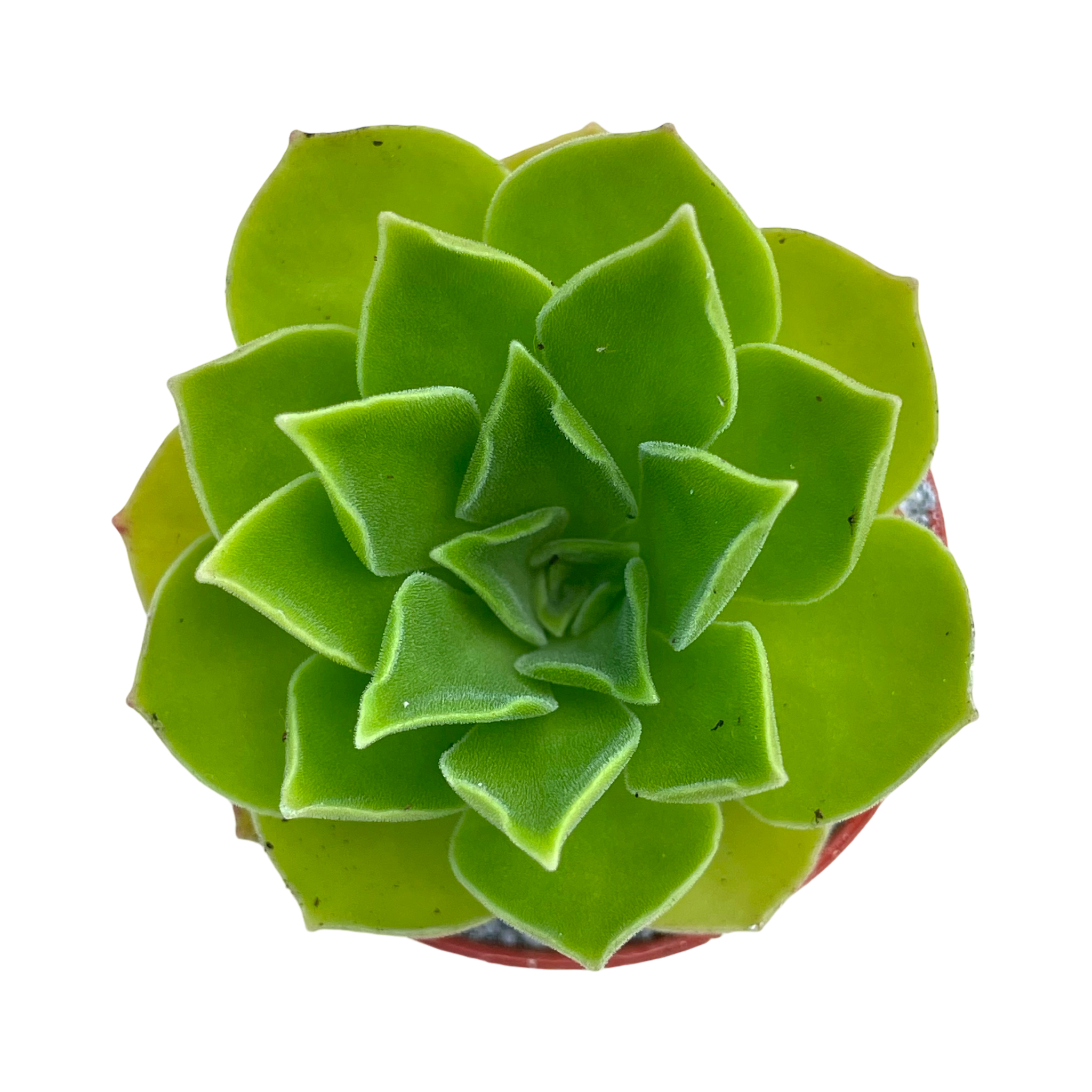 Aeonium 'Goblin'