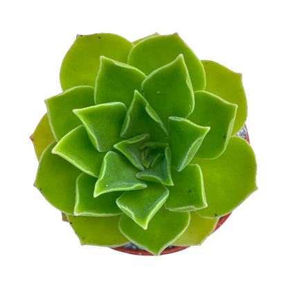 Aeonium 'Goblin'