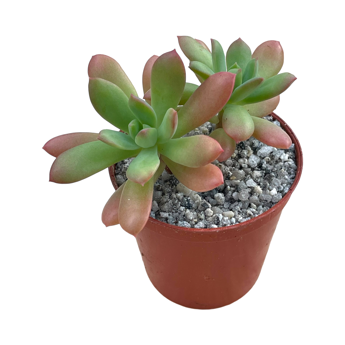 Echeveria ssp. nova