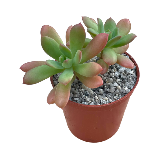 Echeveria ssp. nova