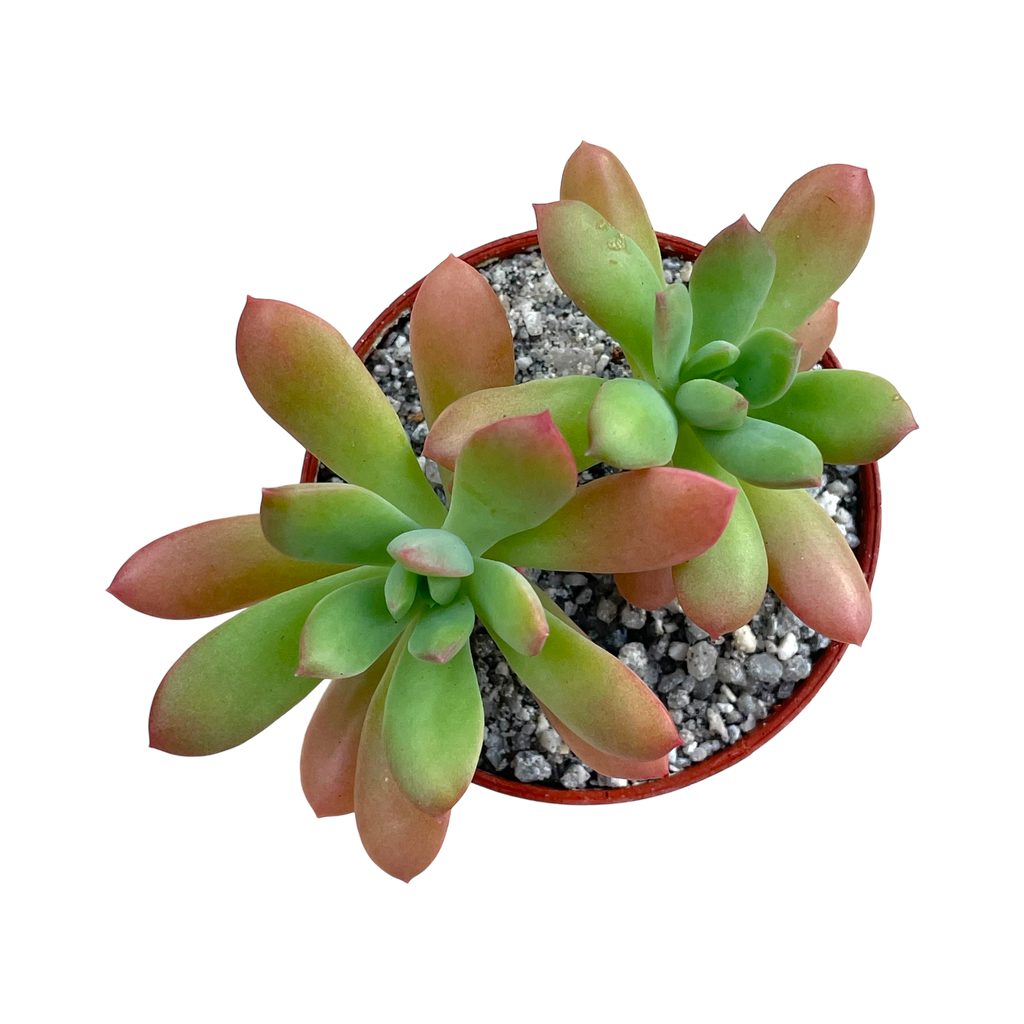 Echeveria ssp. nova