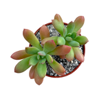 Echeveria ssp. nova