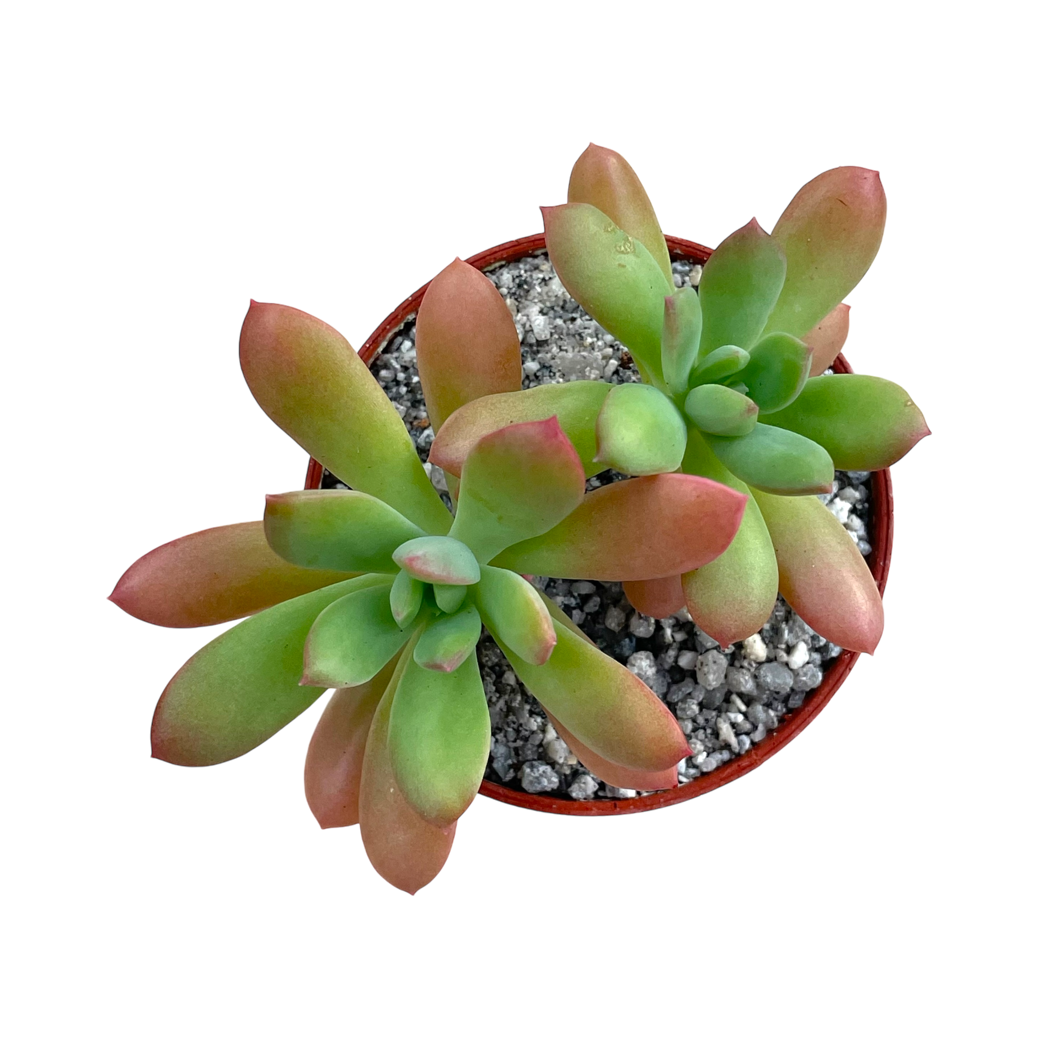 Echeveria ssp. nova