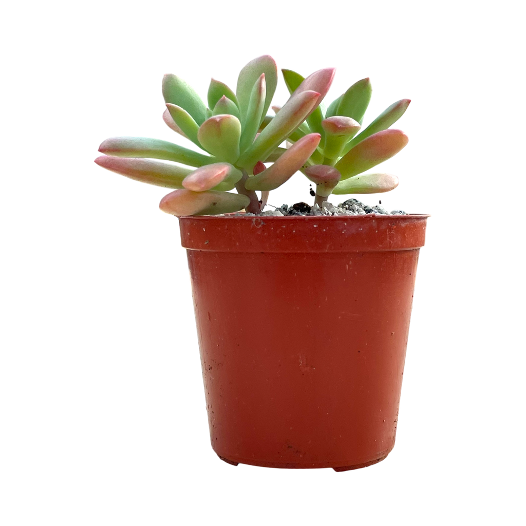 Echeveria ssp. nova