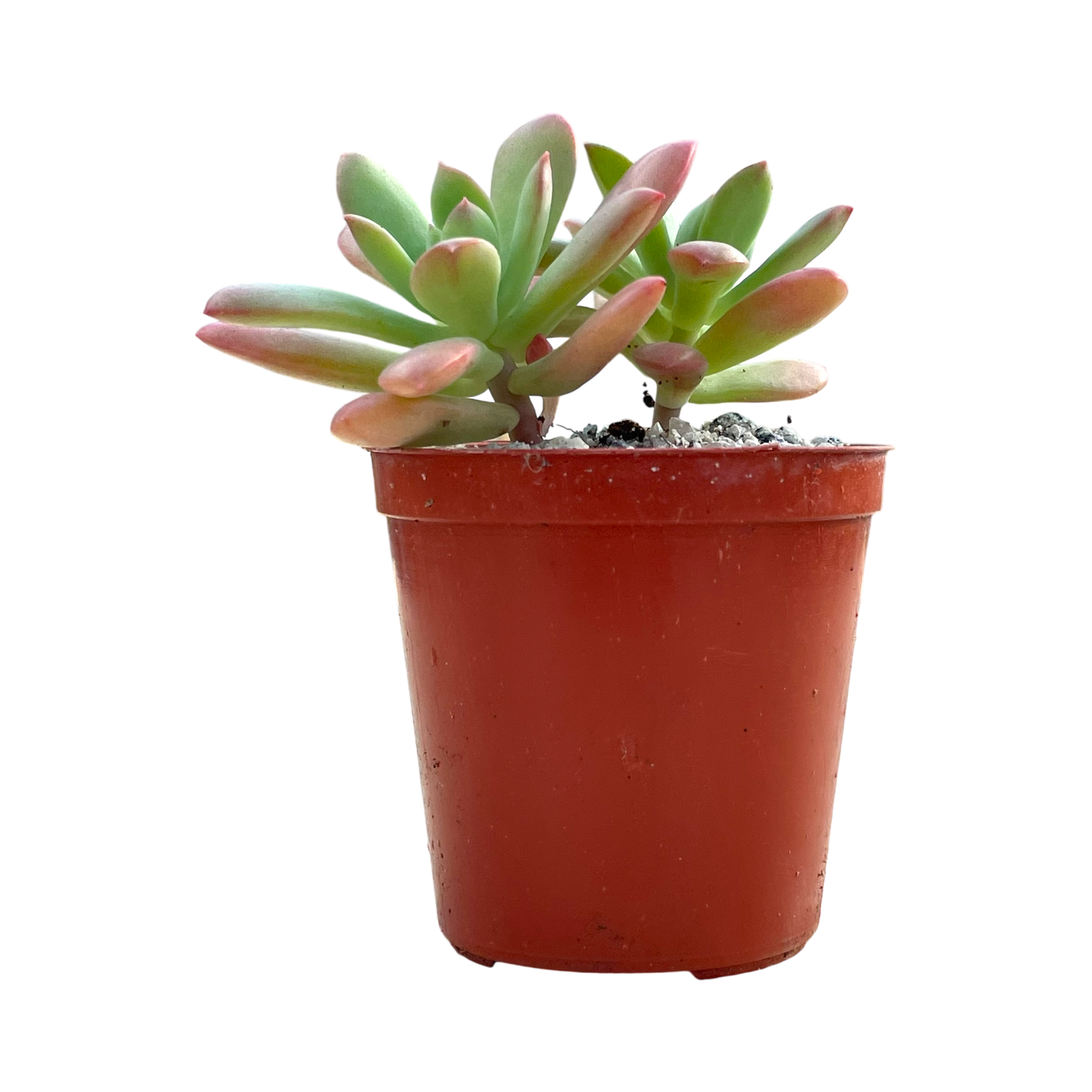 Echeveria ssp. nova