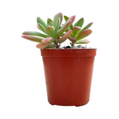 Echeveria ssp. nova