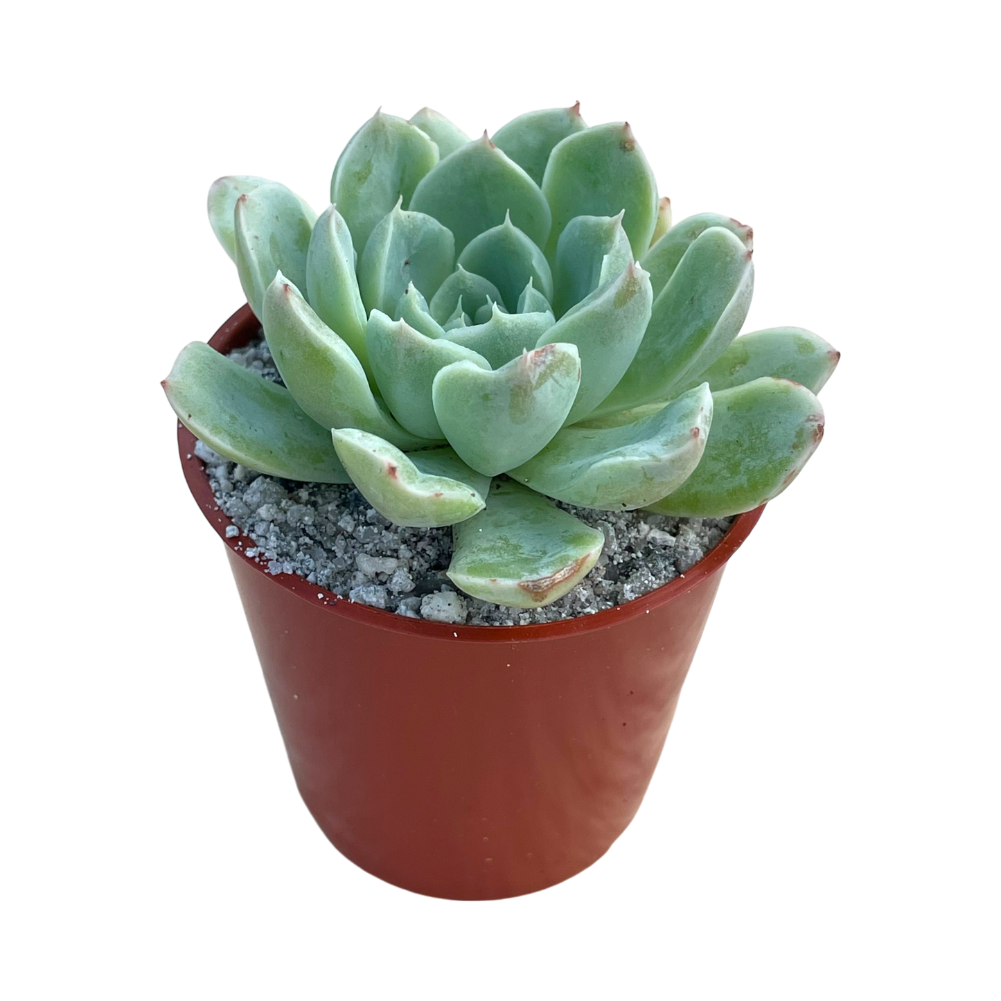 Echeveria sanchez-mejoradae