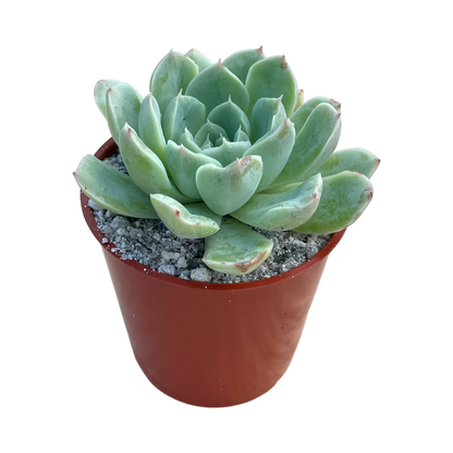 Echeveria sanchez-mejoradae