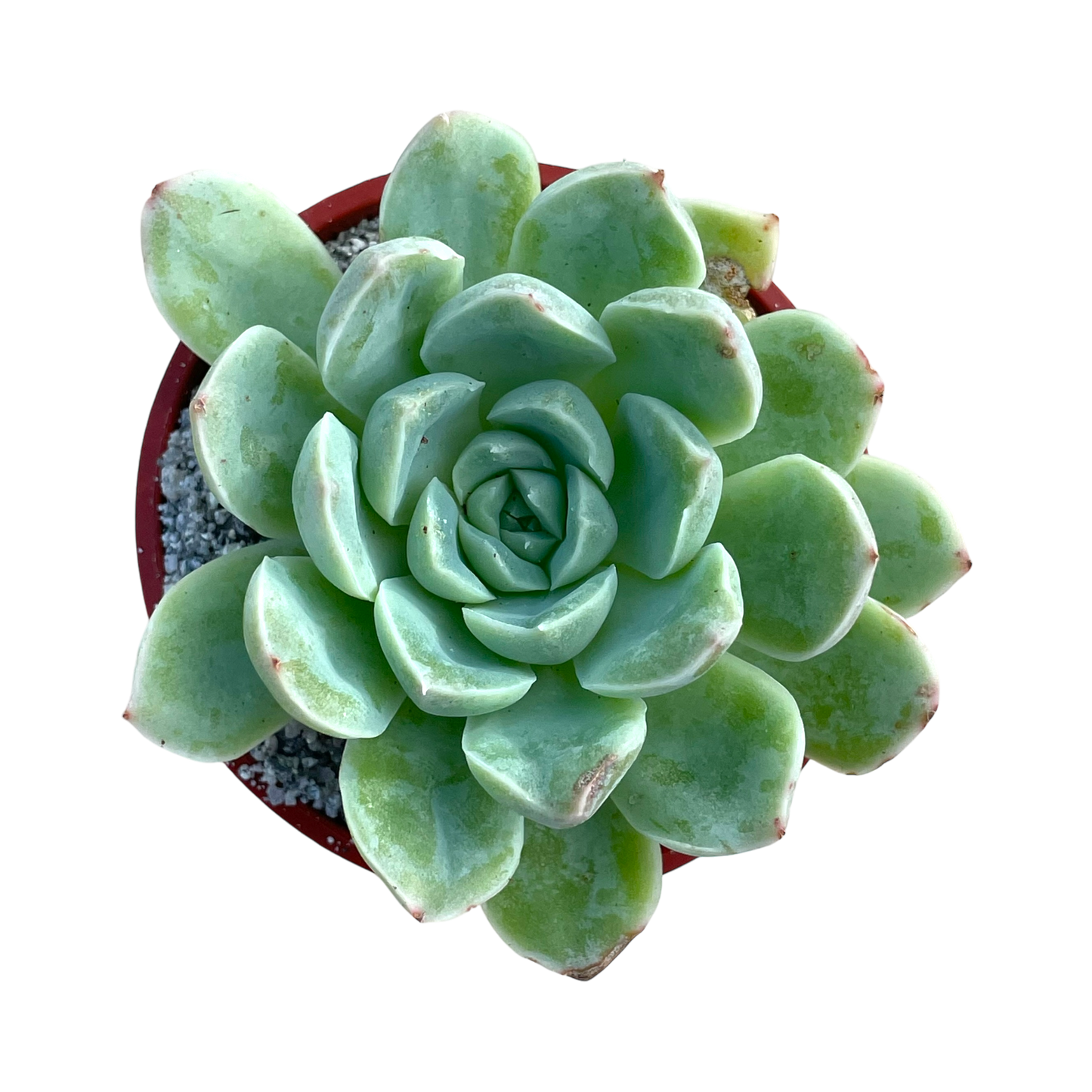 Echeveria sanchez-mejoradae