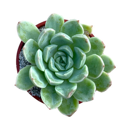 Echeveria sanchez-mejoradae