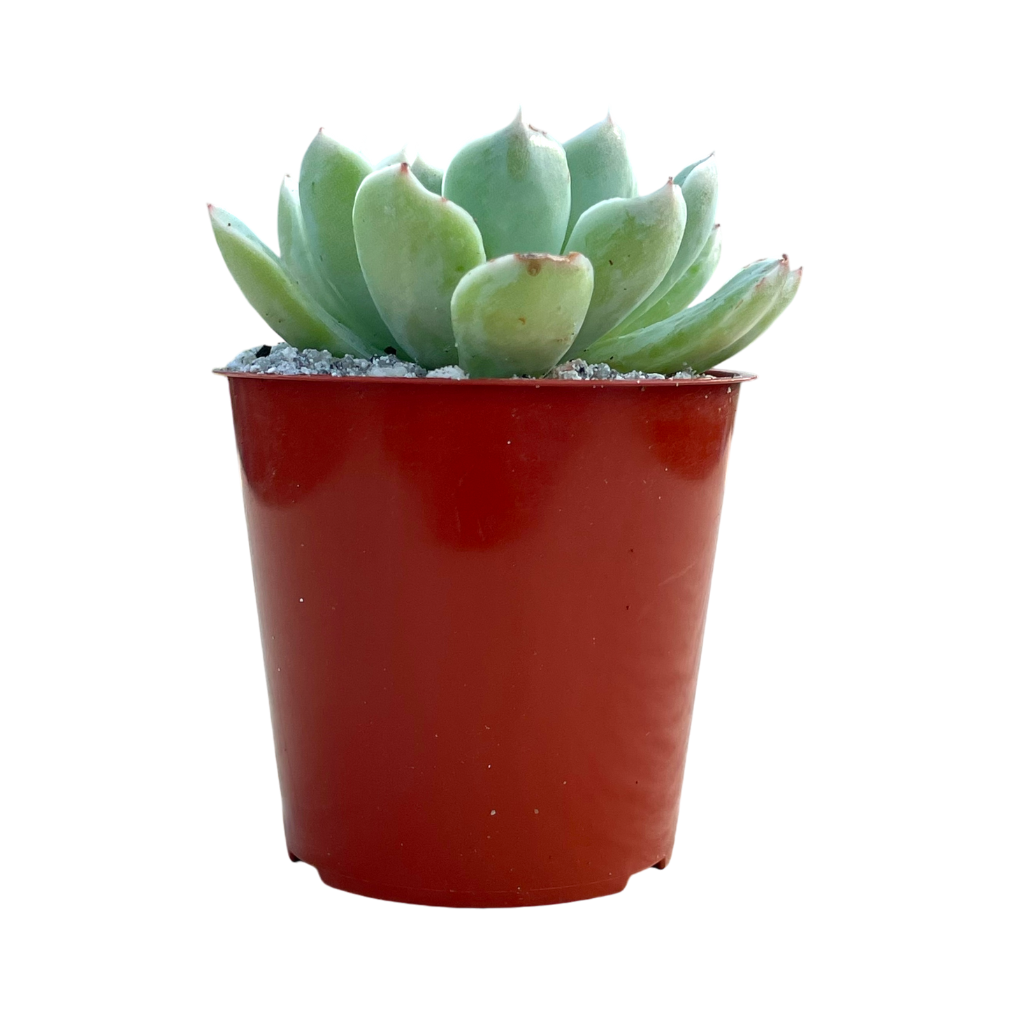 Echeveria sanchez-mejoradae