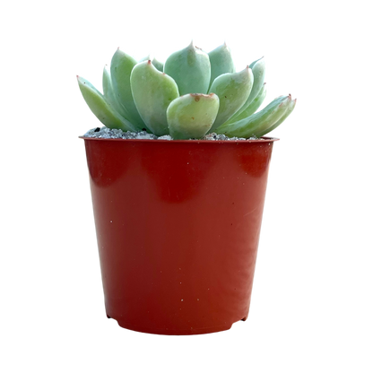 Echeveria sanchez-mejoradae