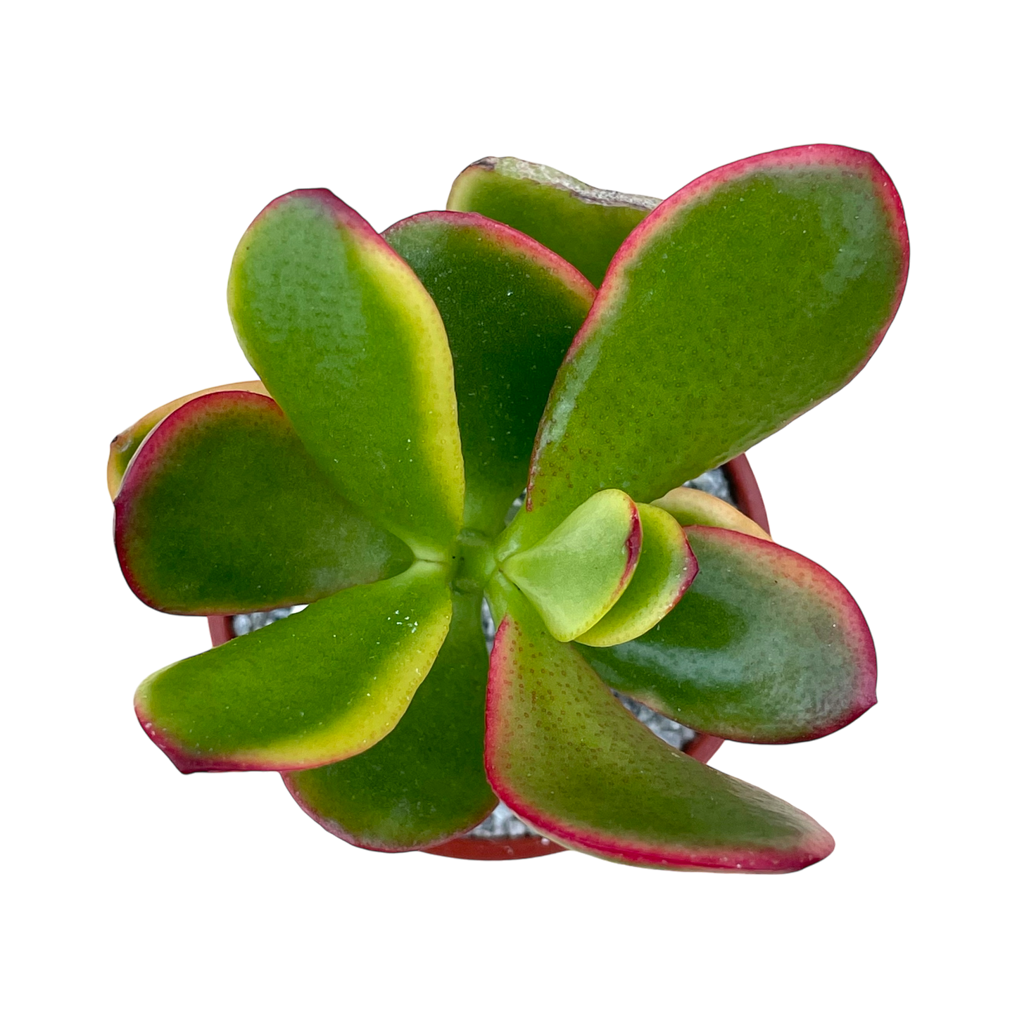 Crassula 'Hummel's Sunset'