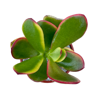 Crassula 'Hummel's Sunset'