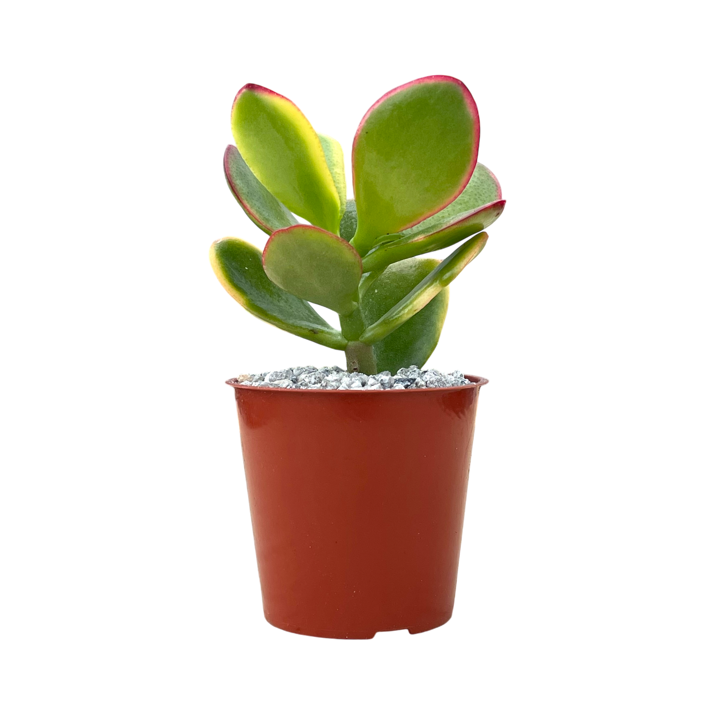 Crassula 'Hummel's Sunset'