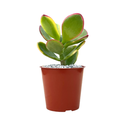 Crassula 'Hummel's Sunset'