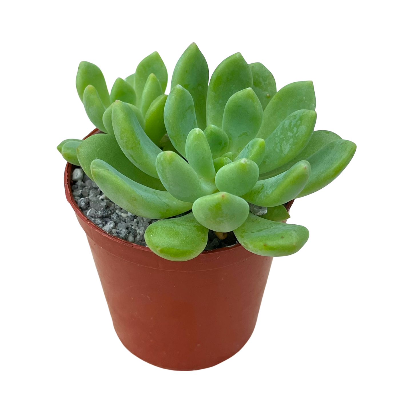 Echeveria amoena