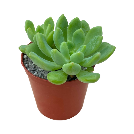 Echeveria amoena