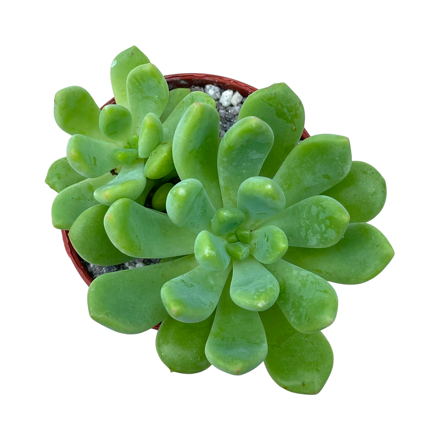 Echeveria amoena