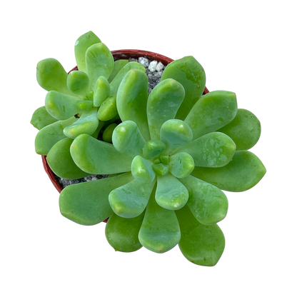 Echeveria amoena