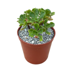 Aeonium spathulatum