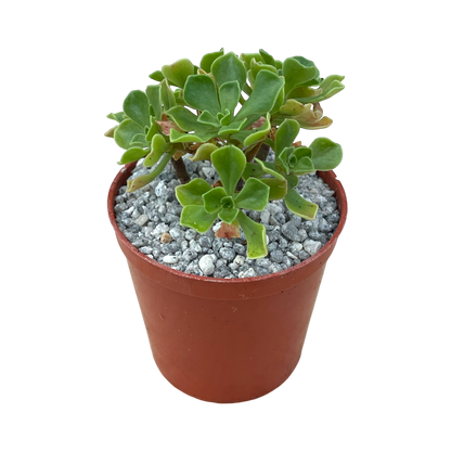 Aeonium spathulatum