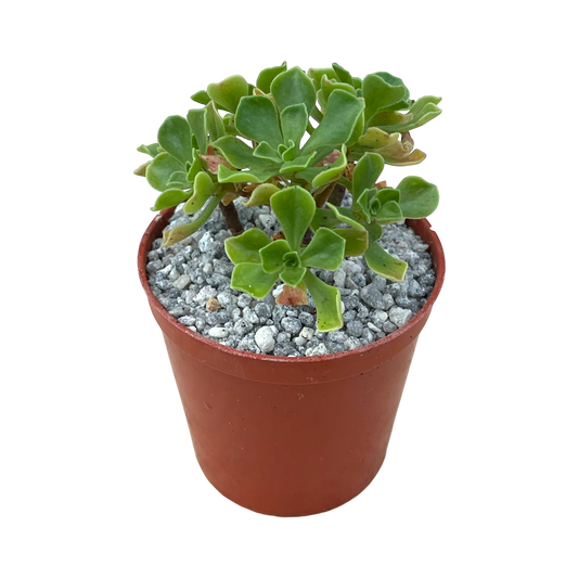 Aeonium spathulatum