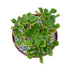 Aeonium spathulatum