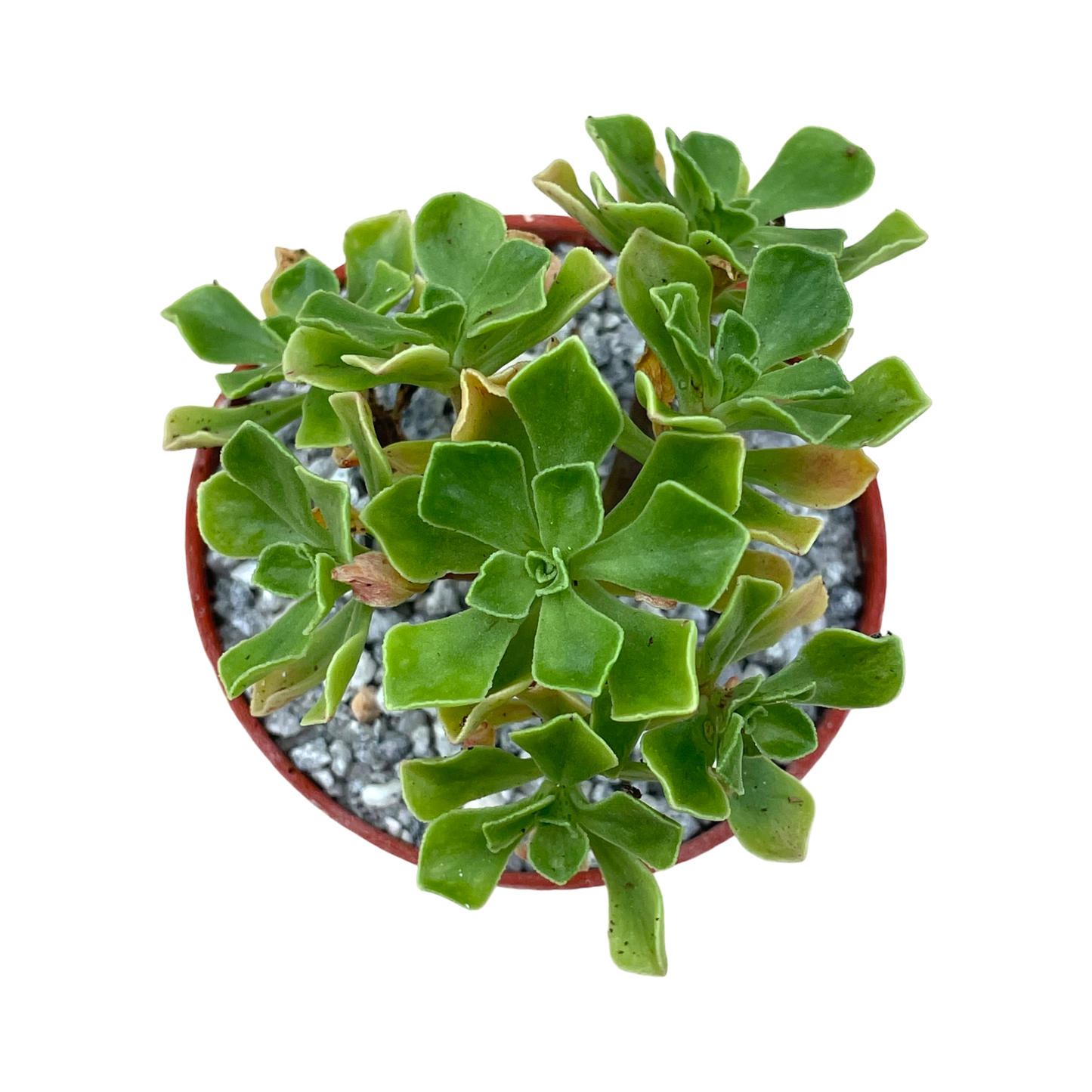 Aeonium spathulatum