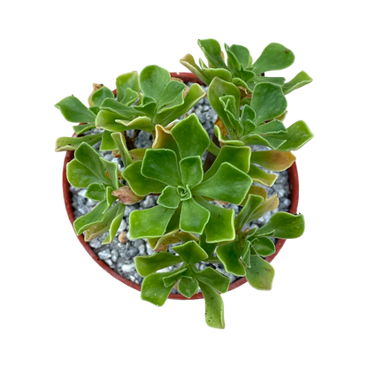 Aeonium spathulatum