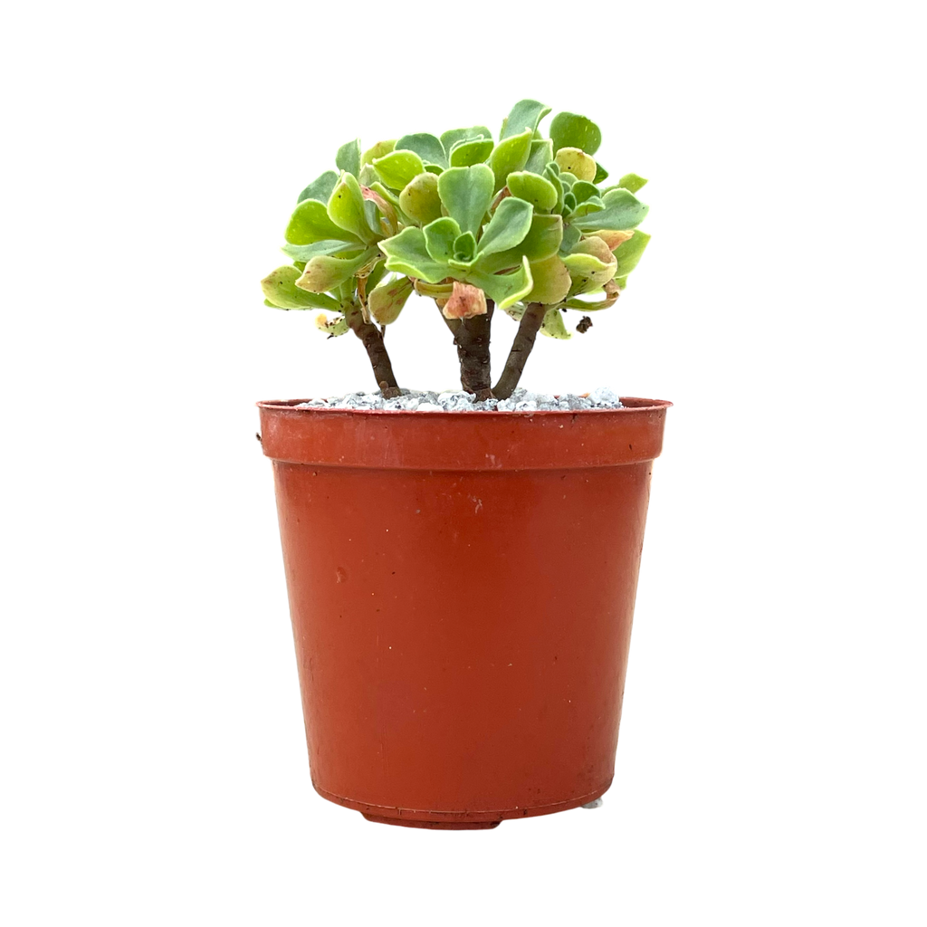 Aeonium spathulatum