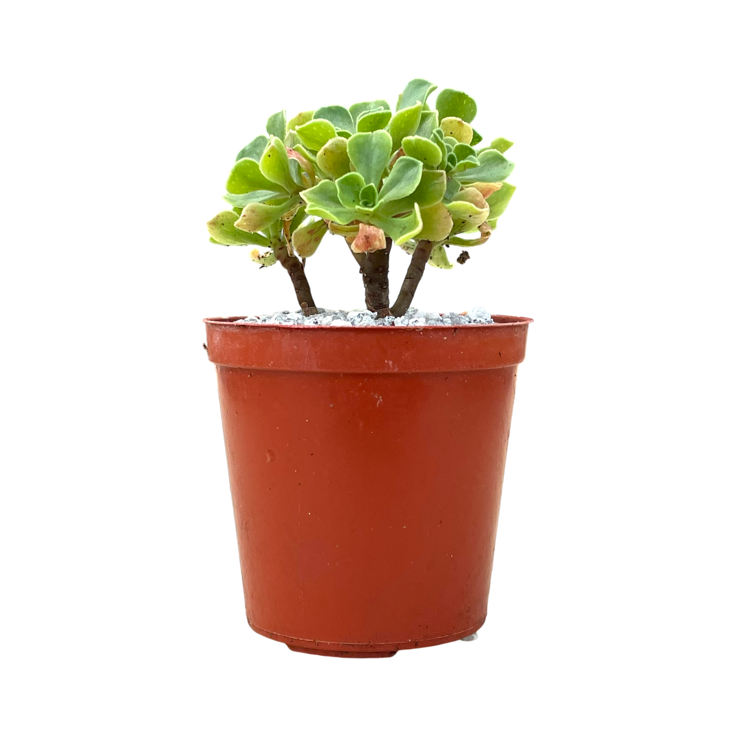 Aeonium spathulatum