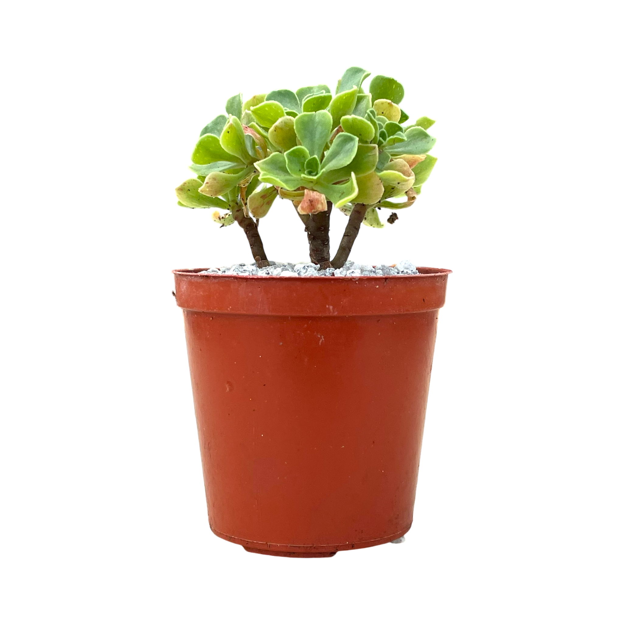 Aeonium spathulatum