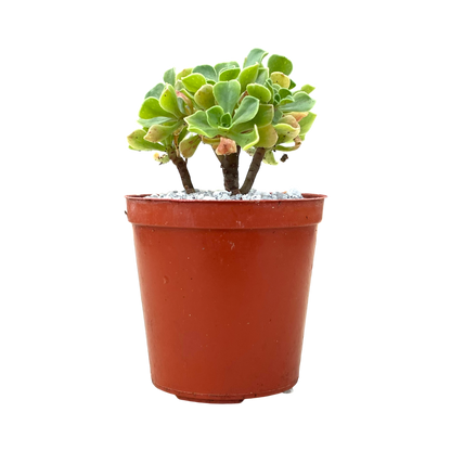 Aeonium spathulatum