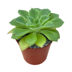 Echeveria stolonifera