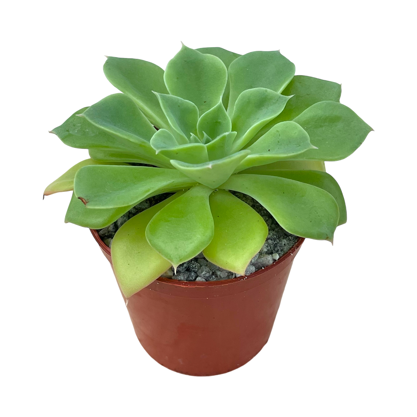 Echeveria stolonifera