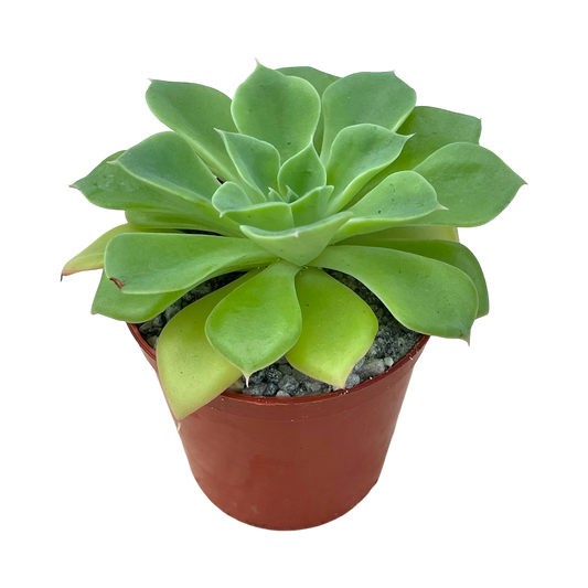 Echeveria stolonifera