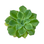 Echeveria stolonifera