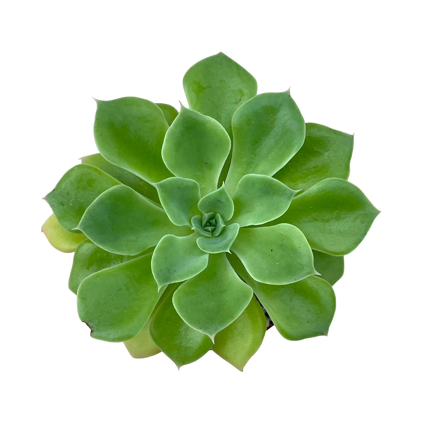 Echeveria stolonifera