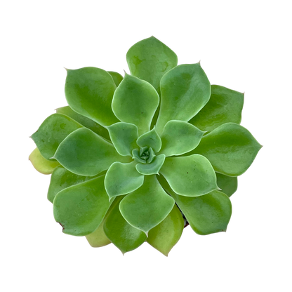 Echeveria stolonifera