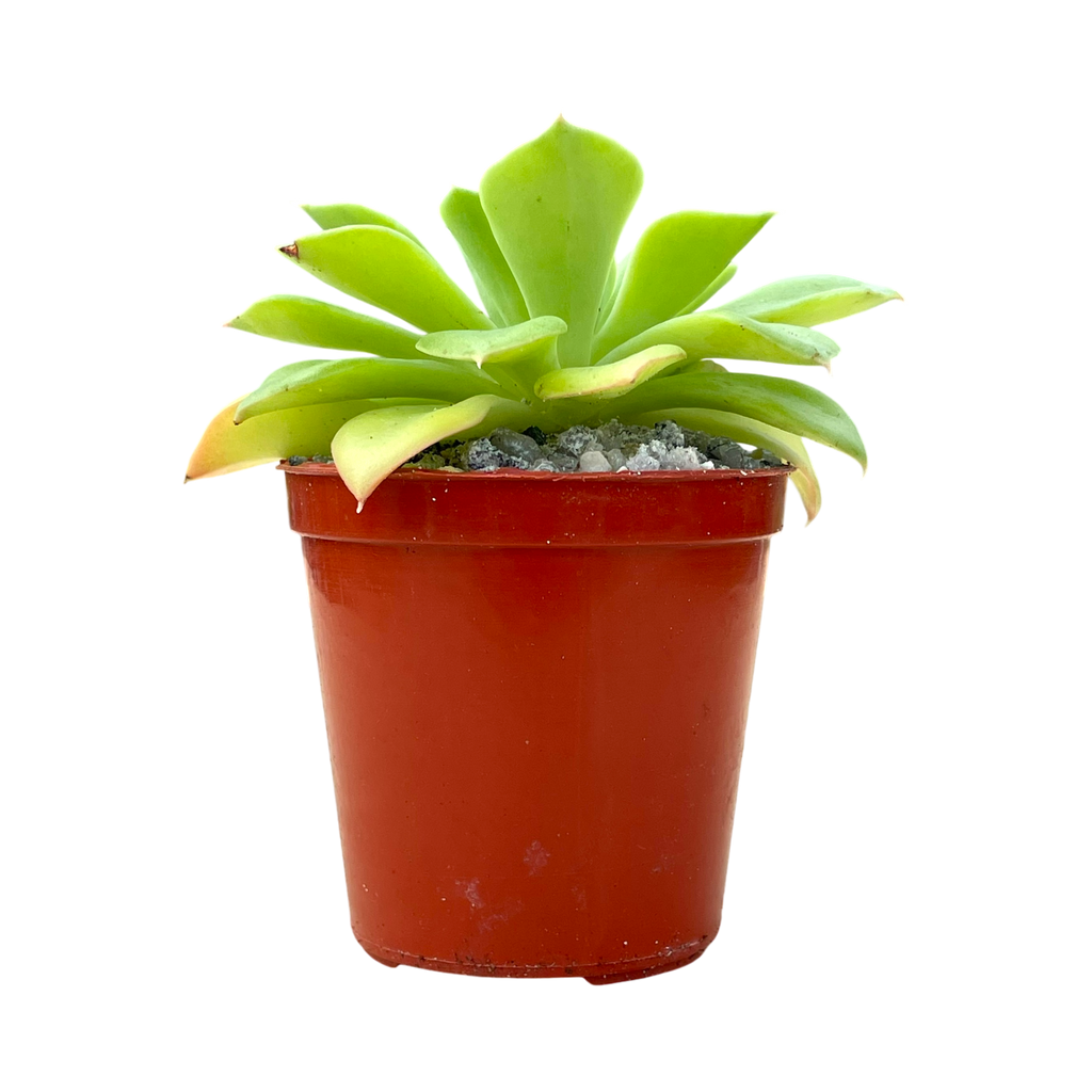 Echeveria stolonifera