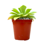 Echeveria stolonifera