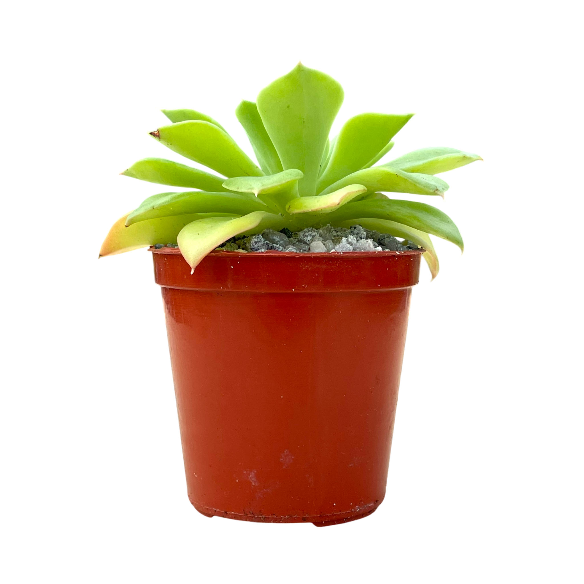 Echeveria stolonifera