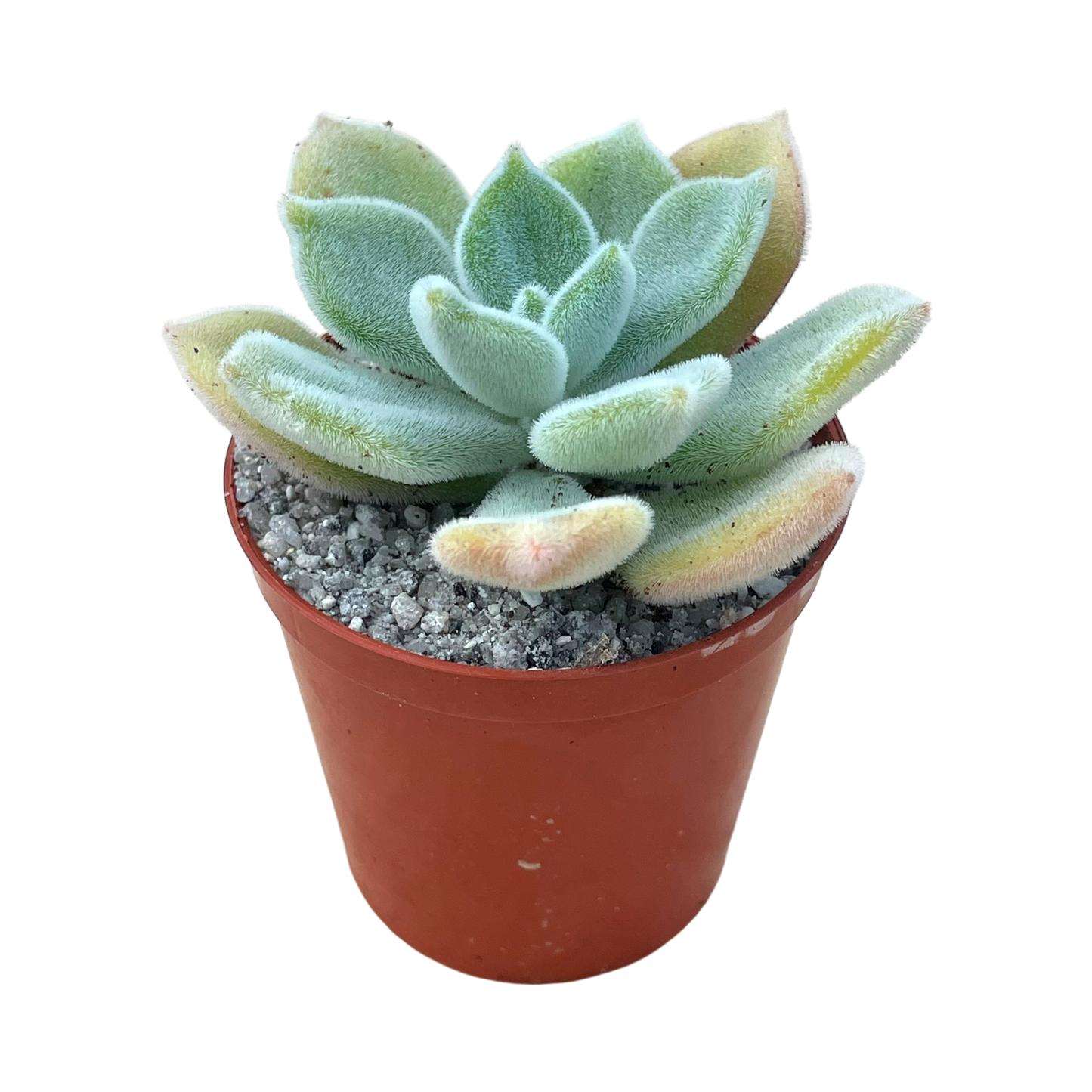 Echeveria pulvinata 'Frosty'