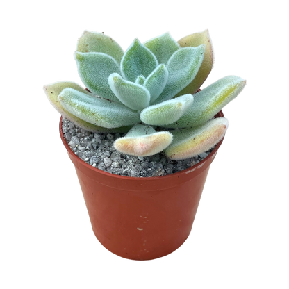 Echeveria pulvinata 'Frosty'