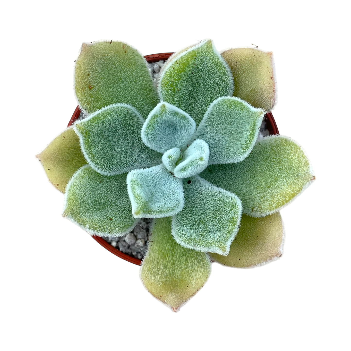 Echeveria pulvinata 'Frosty'