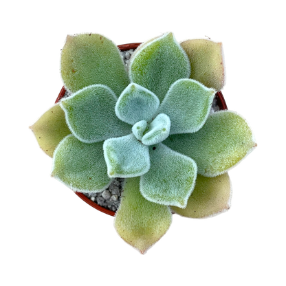 Echeveria pulvinata 'Frosty'